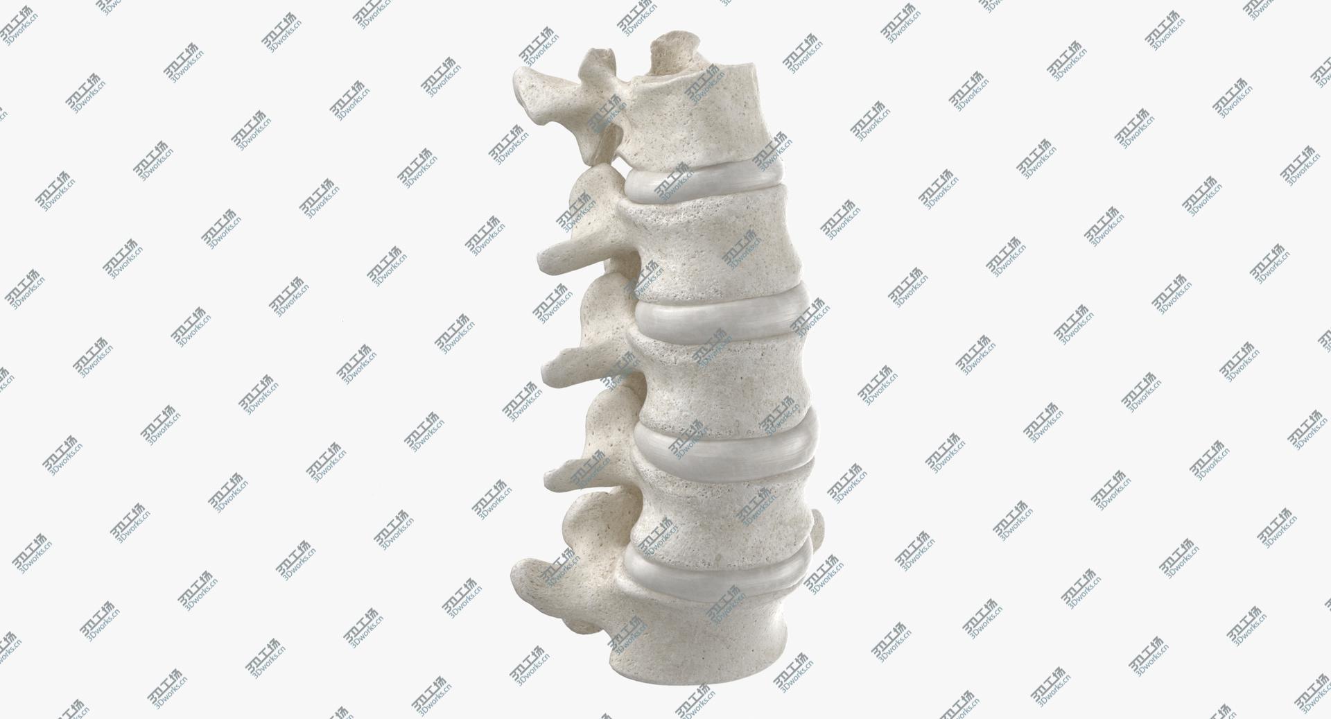 images/goods_img/2021040163/Real Human Lumbar Vertebrae L1 to L5 Bones With Intervertibral Disks 01 White 3D model/1.jpg